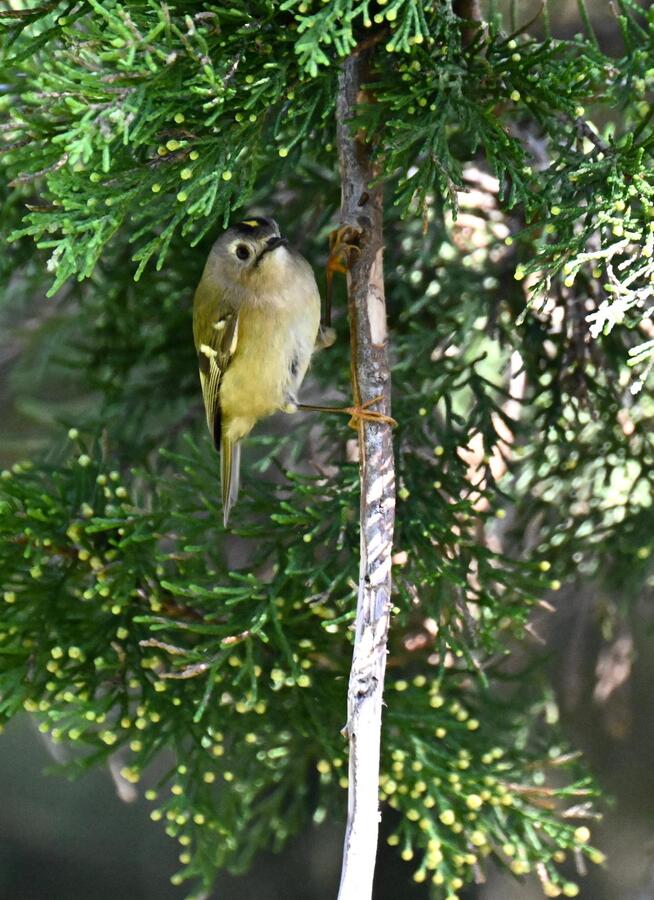 2026-03-19 2 Goldcrest